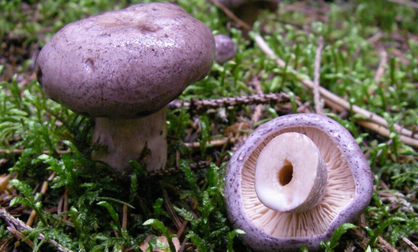 Груздь фіолетовий