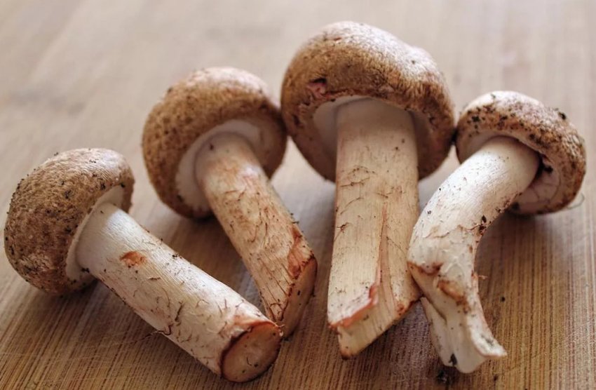 Печериця лісової Печериця лісової