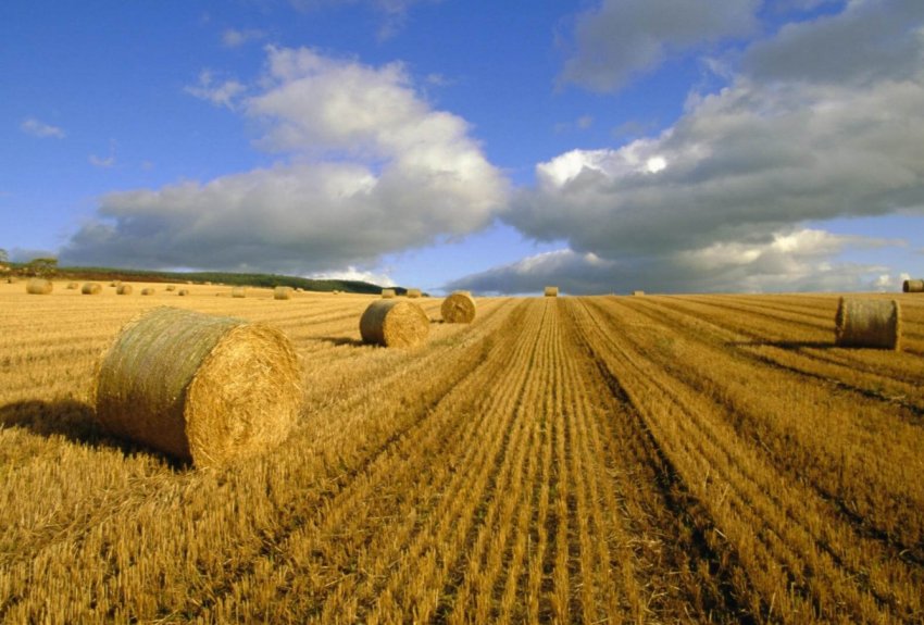Австралія захистила фермерів від зоозахисників суворим законом Австралія захистила фермерів від зоозахисників суворим законом
