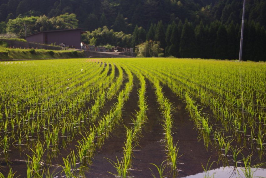 Австралія захистила фермерів від зоозахисників суворим законом Австралія захистила фермерів від зоозахисників суворим законом