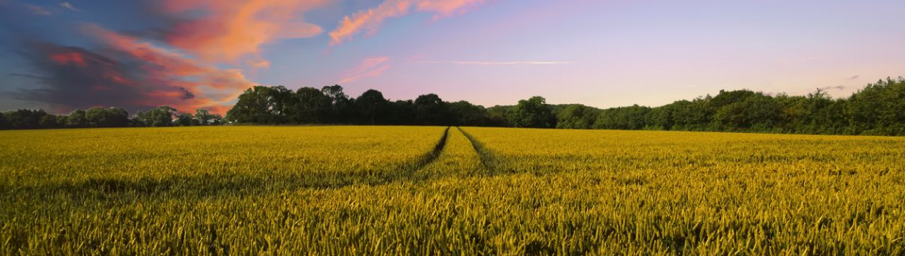Австралія захистила фермерів від зоозахисників суворим законом