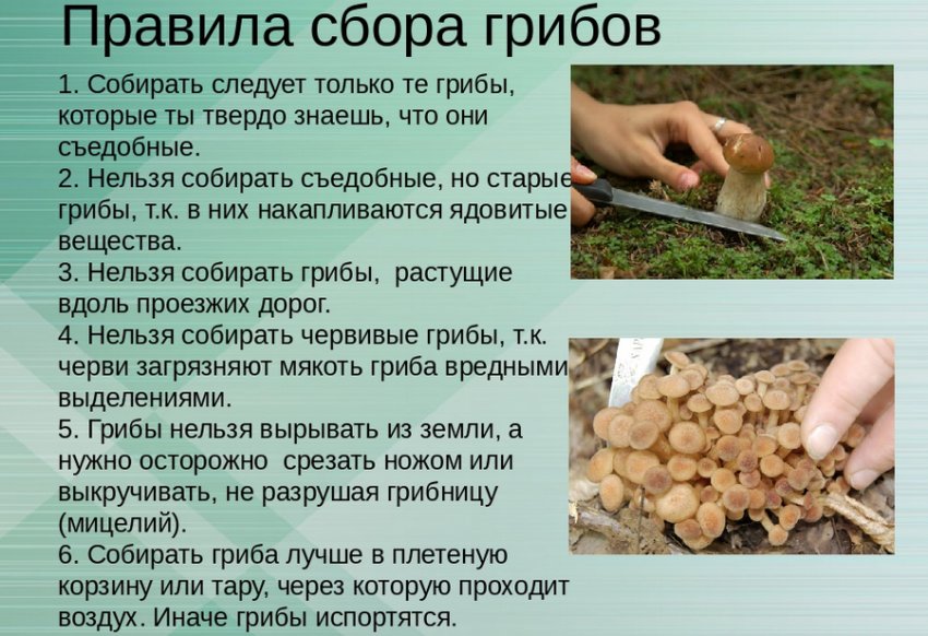 Желтый груздь что это. Смотреть фото Желтый груздь что это. Смотреть картинку Желтый груздь что это. Картинка про Желтый груздь что это. Фото Желтый груздь что это
