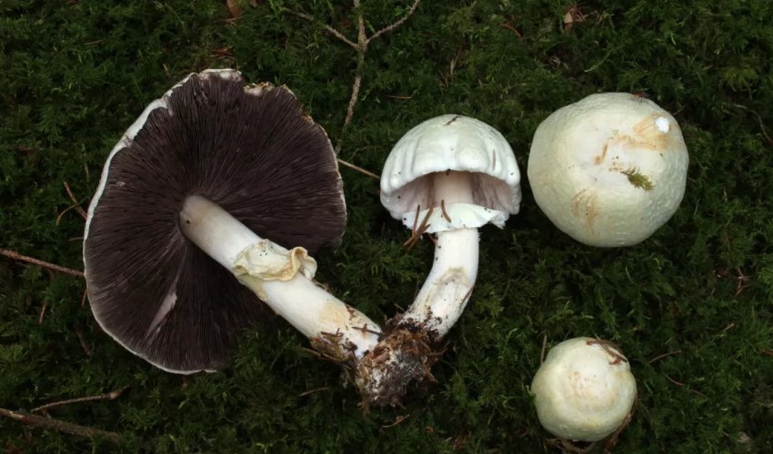 Печериця перелесковый Печериця перелесковый