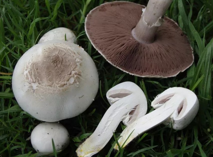 Печериця желтокожий Печериця желтокожий