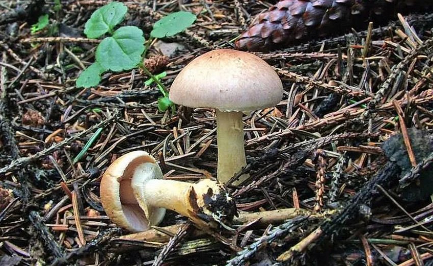 Печериця червонуватий Печериця червонуватий