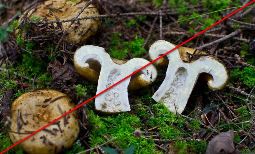 Гриб Груздь жовтий