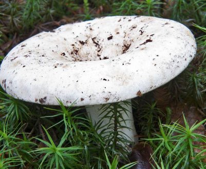 Груздь сухий — фото і опис, отруйні двійники, властивості груздя