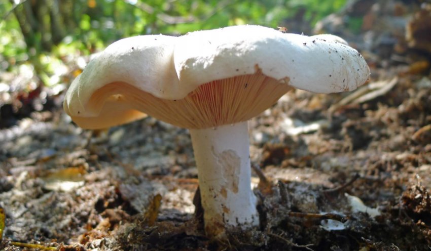 Russula delica
