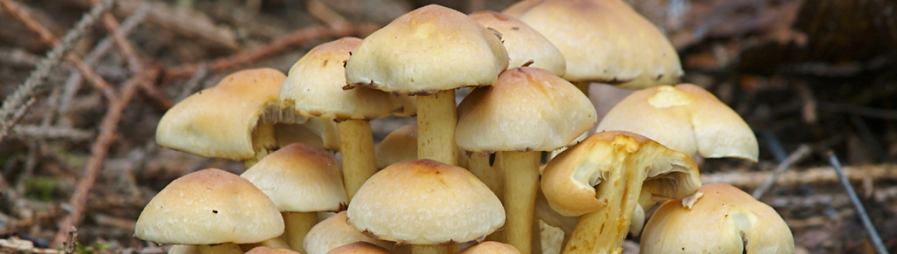 Опис і властивості зимових опеньків