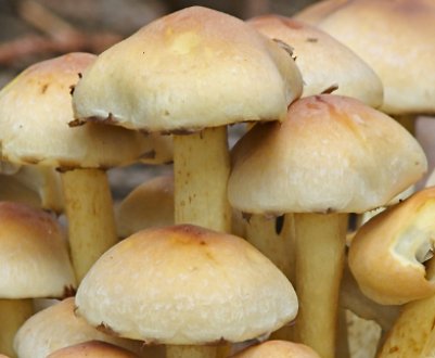 Опис і властивості зимових опеньків