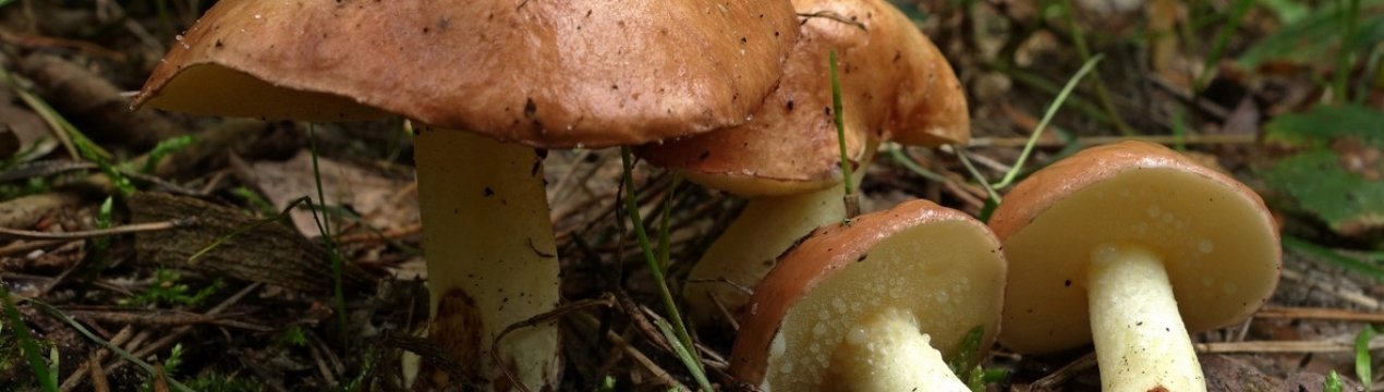 Маслюк зернистий