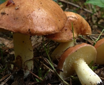 Маслюк зернистий