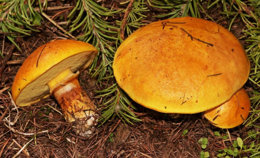 Маслюк рудий