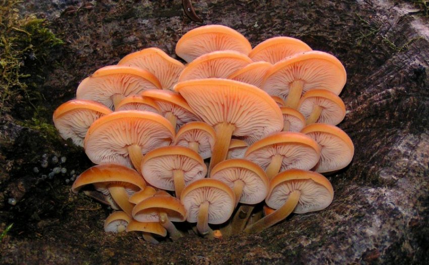 Зимові опеньки Зимові опеньки