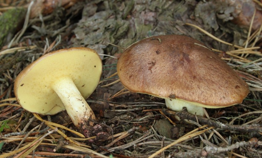 Масенок неокольцованный