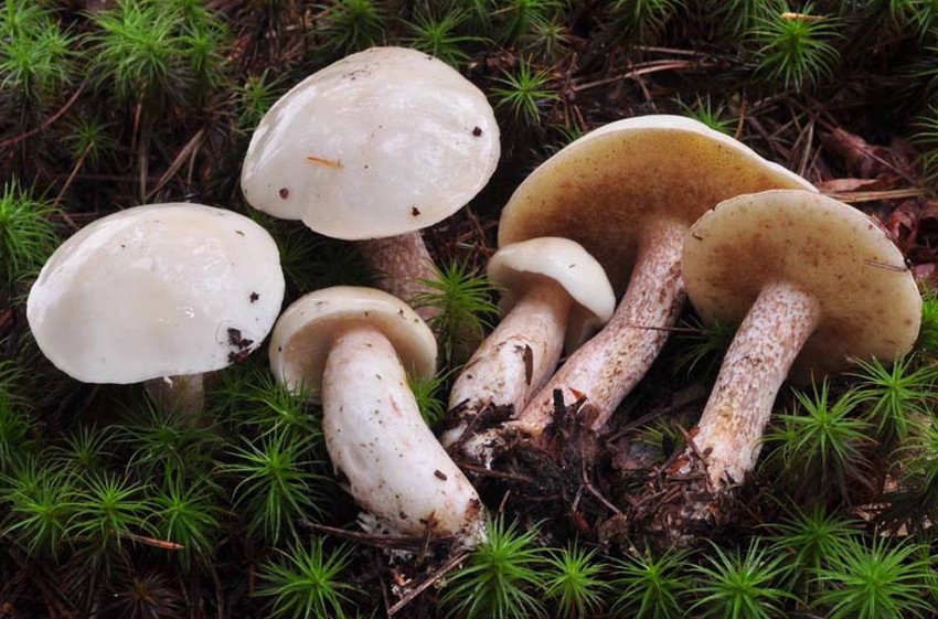 Маслюк білий