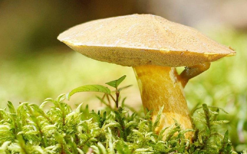 Маслюк жовтуватий