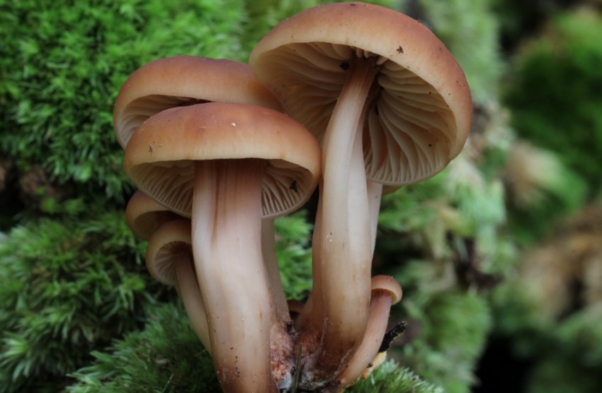 Коллибия веретеноногая Коллибия веретеноногая