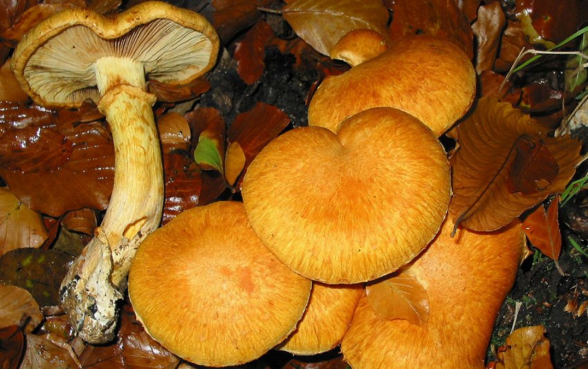 Отруйна огнівка Отруйна огнівка