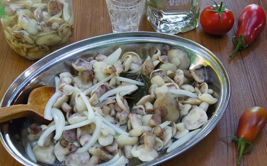 Мариновані маслюки