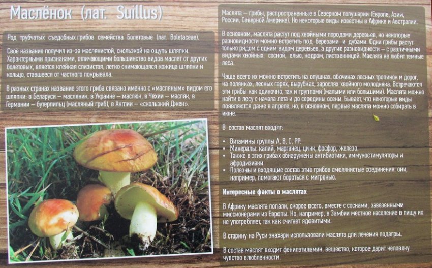 Гриби маслюки