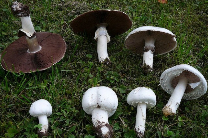 Печериця польова Печериця польова