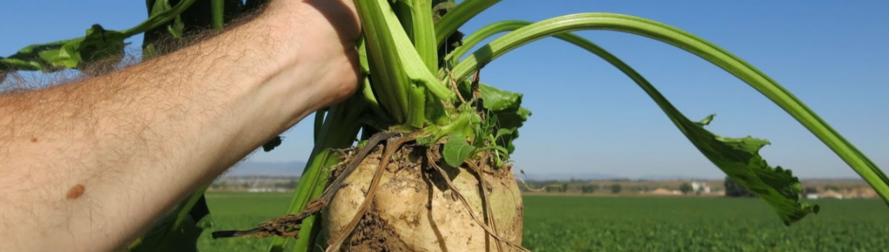Аномальна спека вплинула на поширення церкоспорозу в посівах цукрових буряків A'Spik Group