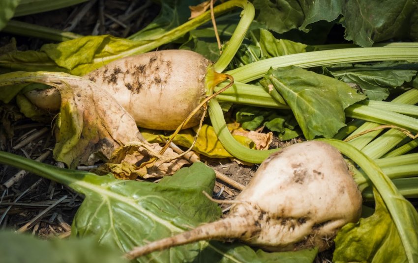 Аномальна спека вплинула на поширення церкоспорозу в посівах цукрових буряків A Spik Group Аномальна спека вплинула на поширення церкоспорозу в посівах цукрових буряків A Spik Group