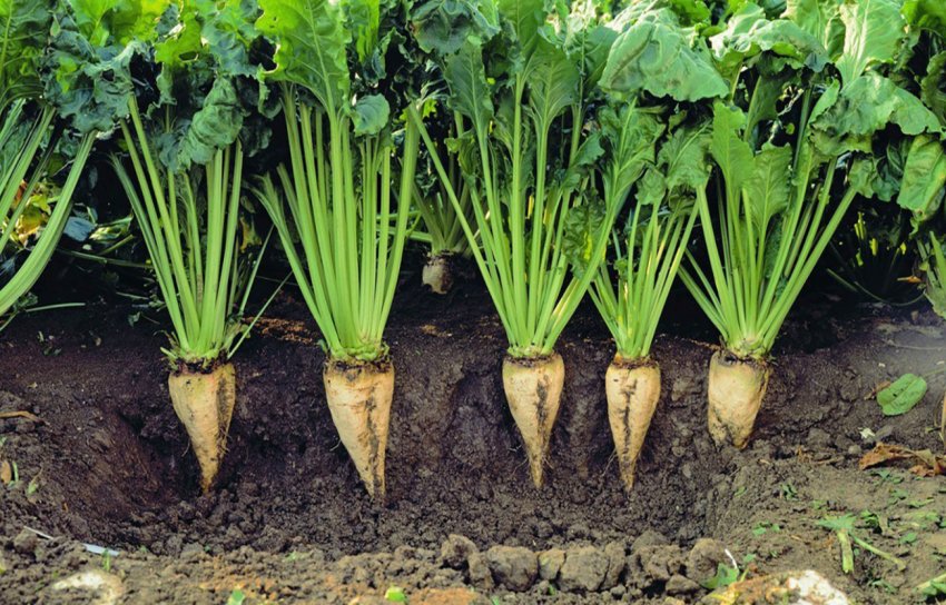 Аномальна спека вплинула на поширення церкоспорозу в посівах цукрових буряків A Spik Group Аномальна спека вплинула на поширення церкоспорозу в посівах цукрових буряків A Spik Group