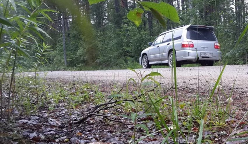 Гриби біля дороги Гриби біля дороги