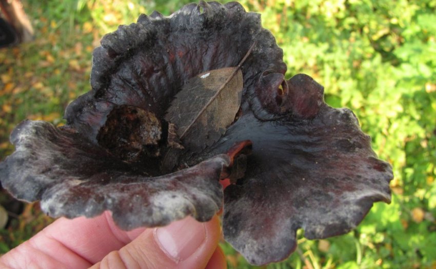 Чорні лисички в народній медицині Чорні лисички в народній медицині