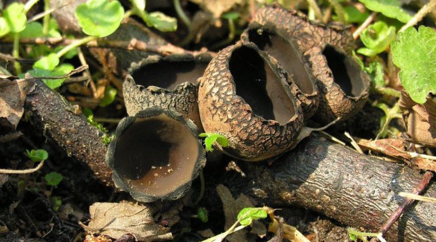 Гриби урнула бокальчатая Гриби урнула бокальчатая