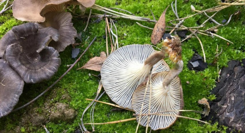 Сірі лисички Сірі лисички