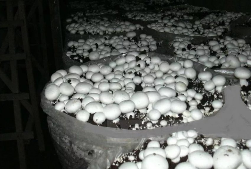 Вирощування польових печериць в мішку Вирощування польових печериць в мішку