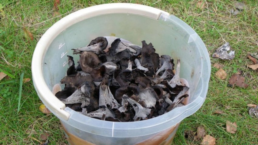 Чорні лисички Чорні лисички