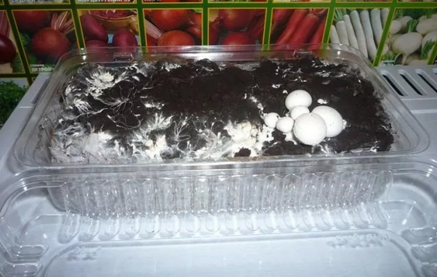 Вирощування польових печериць в контейнері Вирощування польових печериць в контейнері