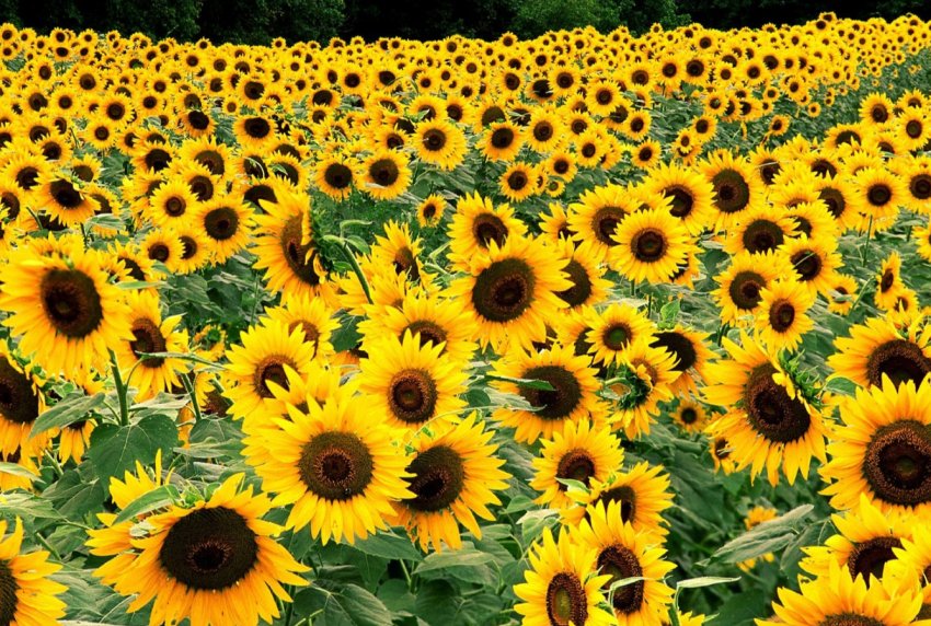 На кримських полях взялися за соняшники На кримських полях взялися за соняшники