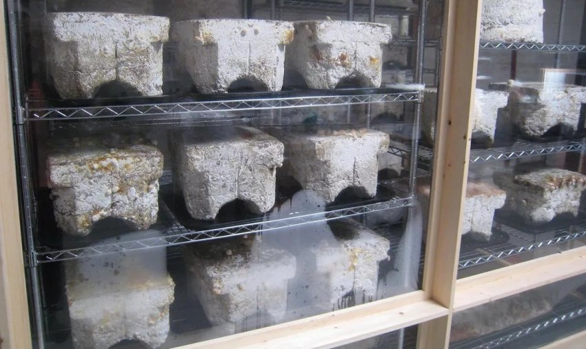 Вирощування польових печериць в брекетах Вирощування польових печериць в брекетах