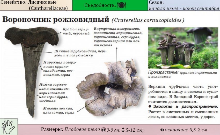 Чорна лисичка Чорна лисичка