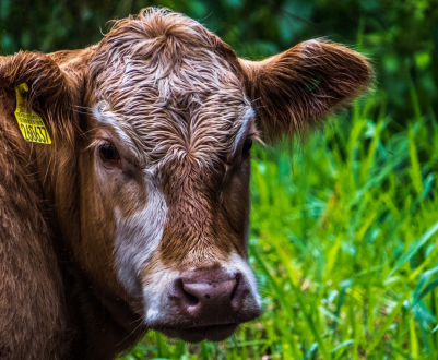 Ірландські м'ясники стали вбивати частіше