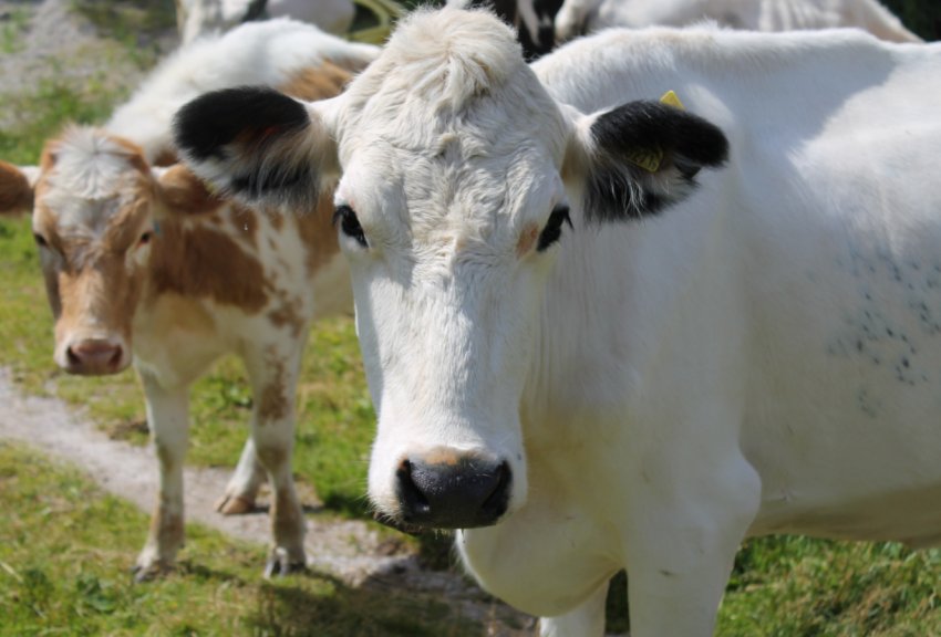 Ірландські м'ясники стали вбивати частіше