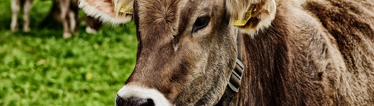 «Укрлендфармінг» в цьому році не збирається збільшувати поголів'я ВРХ