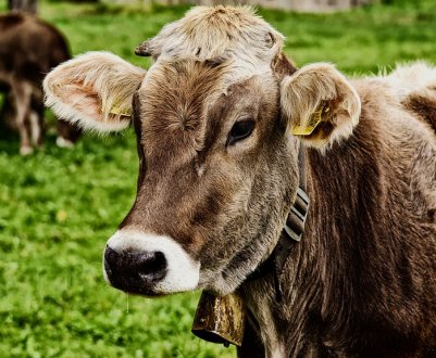 «Укрлендфармінг» в цьому році не збирається збільшувати поголів'я ВРХ