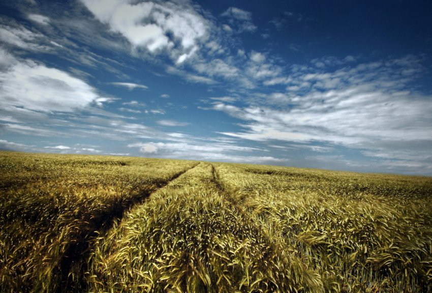 В ЄС мають намір полегшити долю постраждалих від посухи фермерів