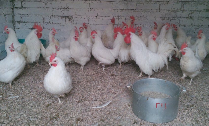 Карликовий леггорн