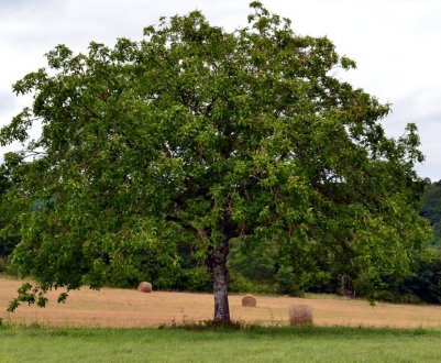 Волоський горіх на ділянці