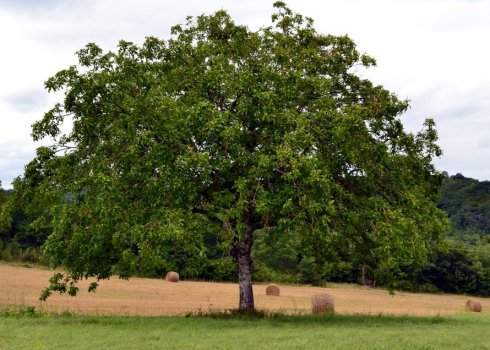 Волоський горіх на ділянці