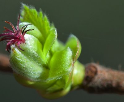 Особливості цвітіння фундука