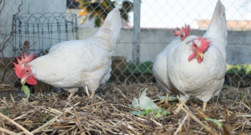 Карликовий леггорн