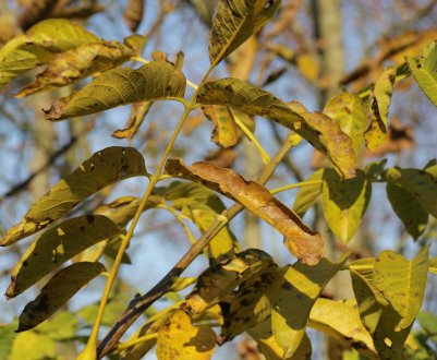 Скручуються і чорніє листя волоського горіха